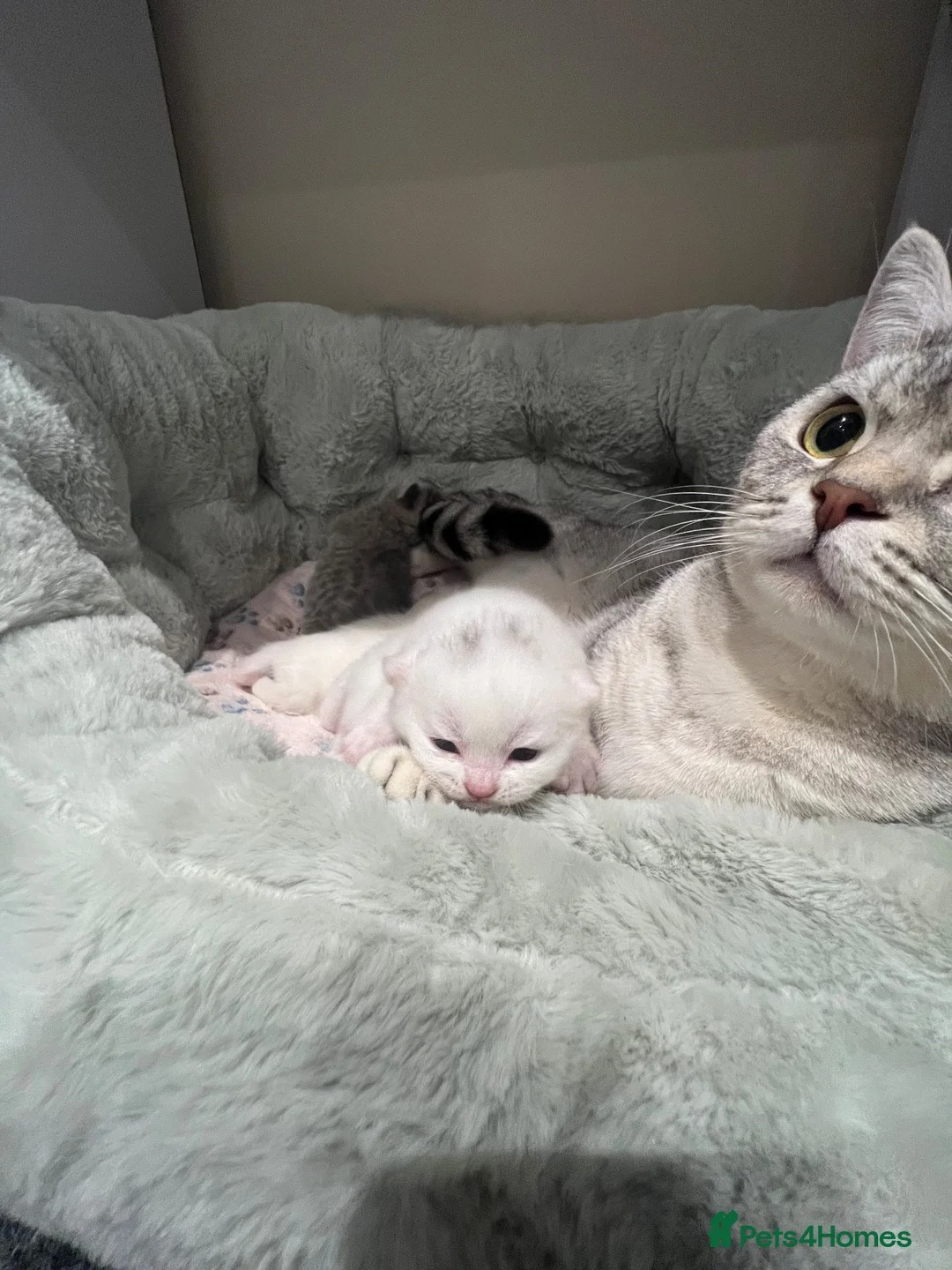 Brazilian Shorthair cats for sale: Three Male British Shorthair Kittens  - Advert 2