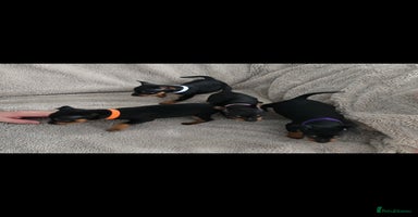 Miniature Pinscher dogs - Advert 14