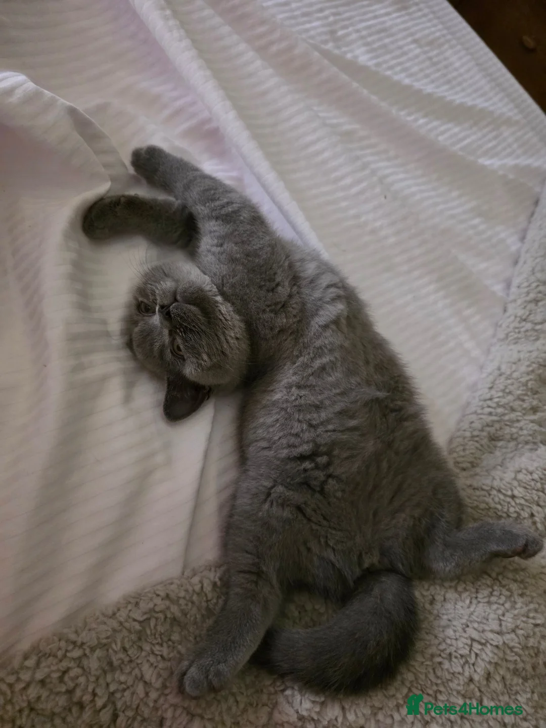 British Shorthair cats for sale: British Short Haired - Advert 2