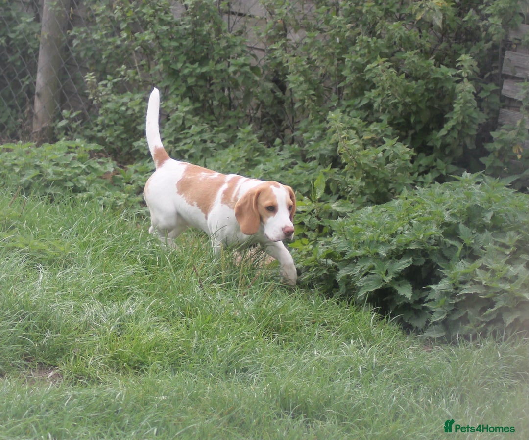 Beagle dogs for sale: 6 month old female beagle pup - Image 2