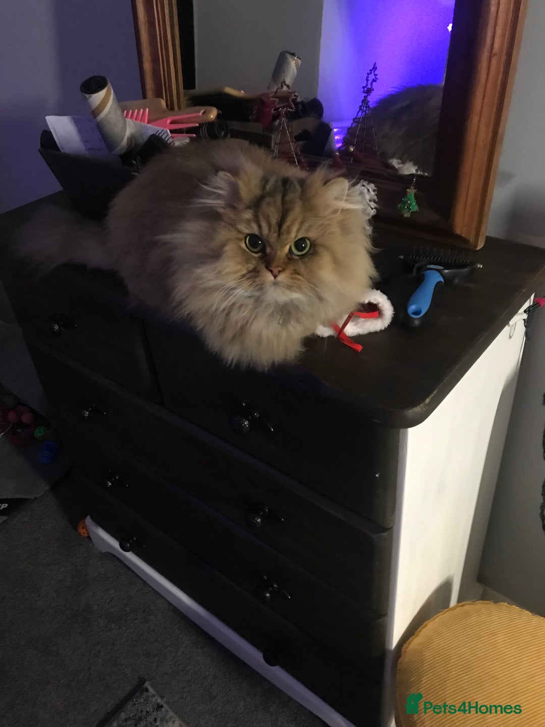 Persian cats for sale: Adorable pure Persian  - Image 4