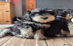 Miniature Schnauzer dogs for sale: Kc mini schnauzer pups for sale  - Image 2