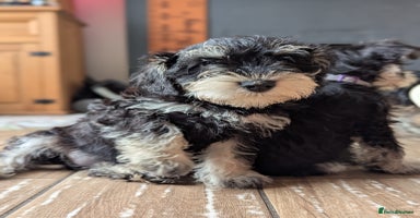 Miniature Schnauzer dogs - Advert 11