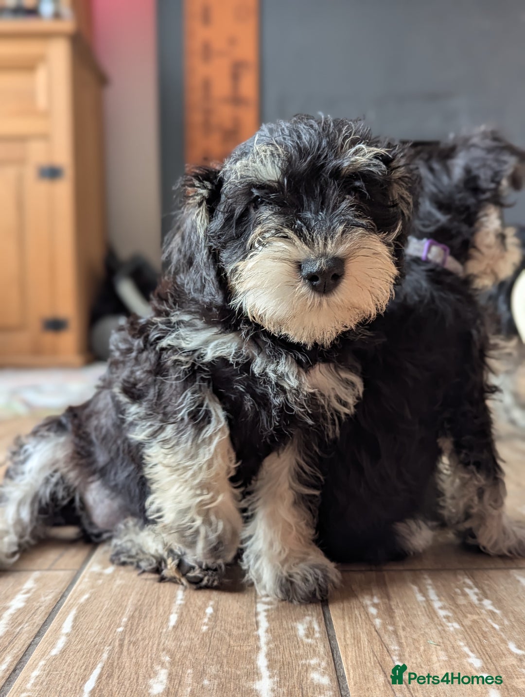 Miniature Schnauzer dogs for sale: Kc mini schnauzer pups for sale  - Image 2