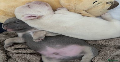 French Bulldog dogs - Advert 2