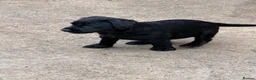 Patterdale Terrier dogs for sale: 3 patterdale terriers puppies available  - Advert 9