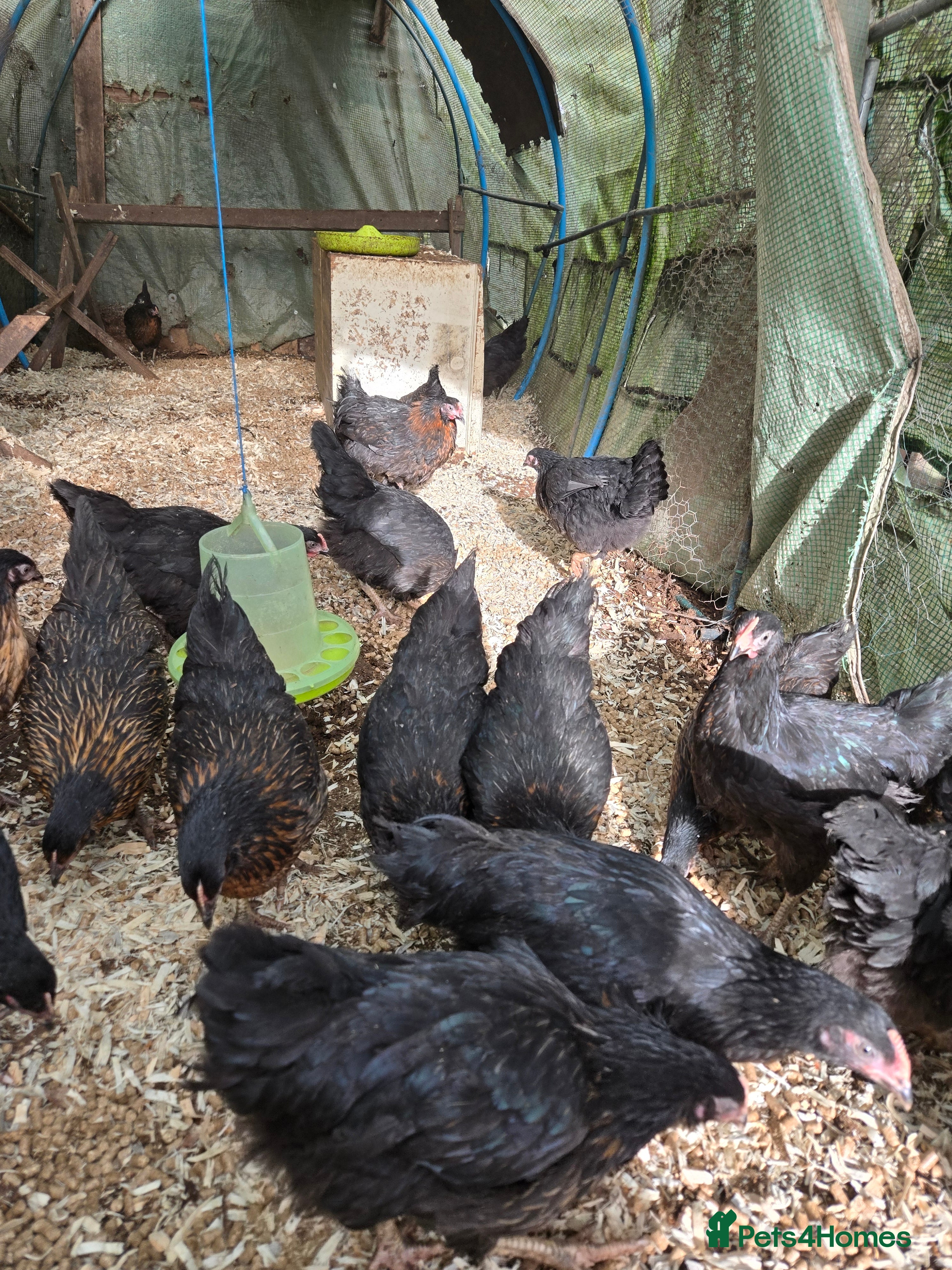 Chickens poultry Blackrocks chickens  - Advert 14