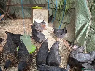 Chickens poultry Blackrocks chickens - Advert 14