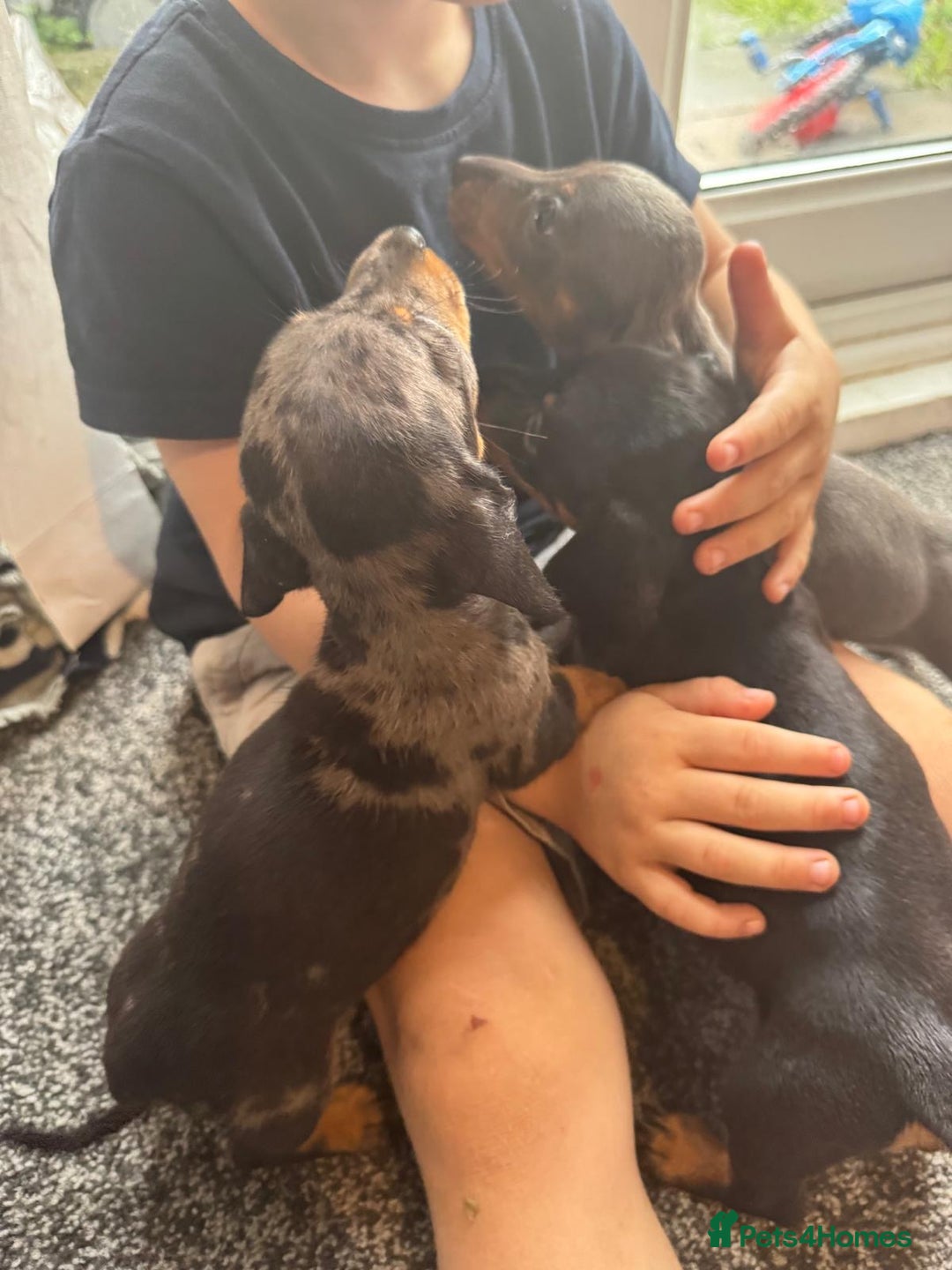 Dachshund dogs for sale: Miniature dachshunds ready now 💗 - Image 9