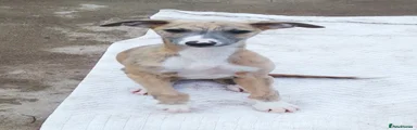 Whippet 2