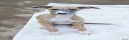 Whippet dogs for sale: Brindle whippets  - Advert 3