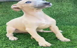 Whippet dogs for sale: Stunning kc reg whippet pups (last few remaining)  - Image 9