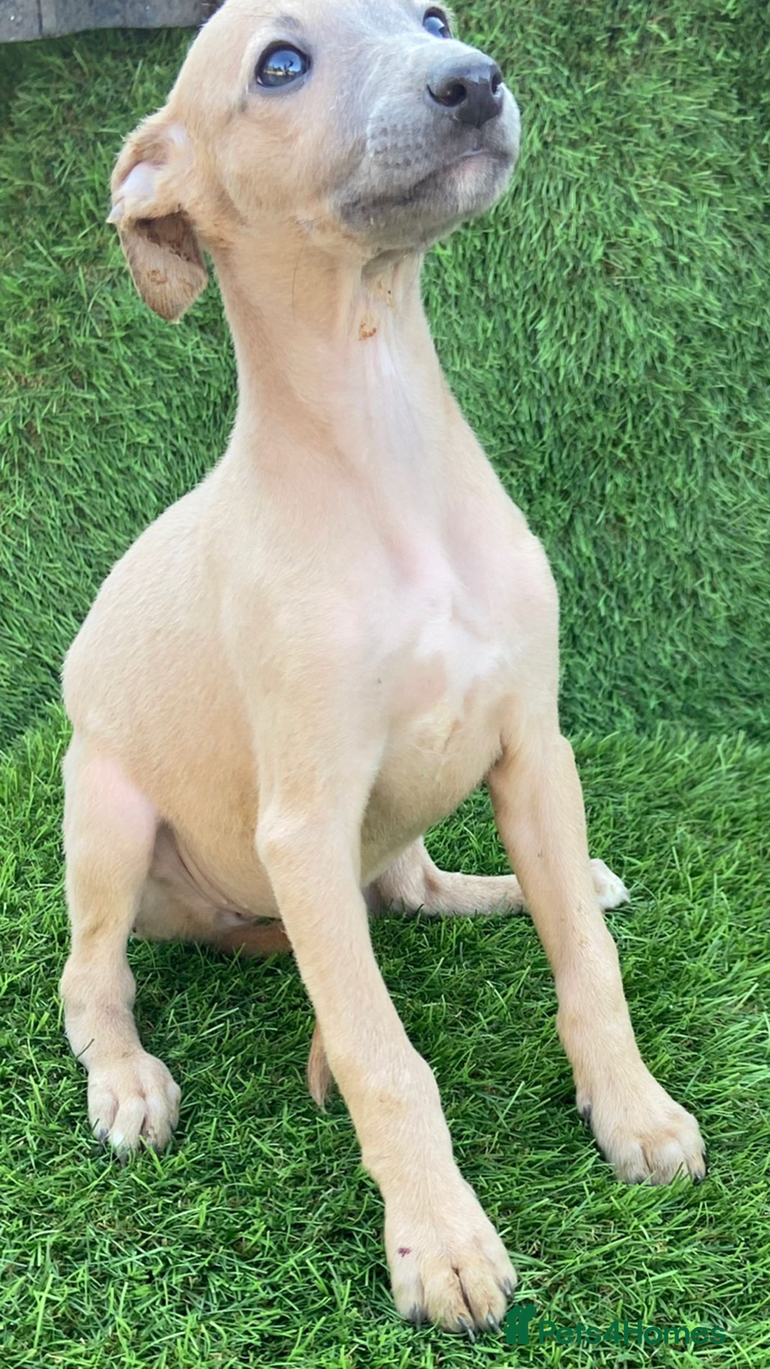 Whippet dogs for sale: Stunning kc reg whippet pups (last few remaining)  - Image 9