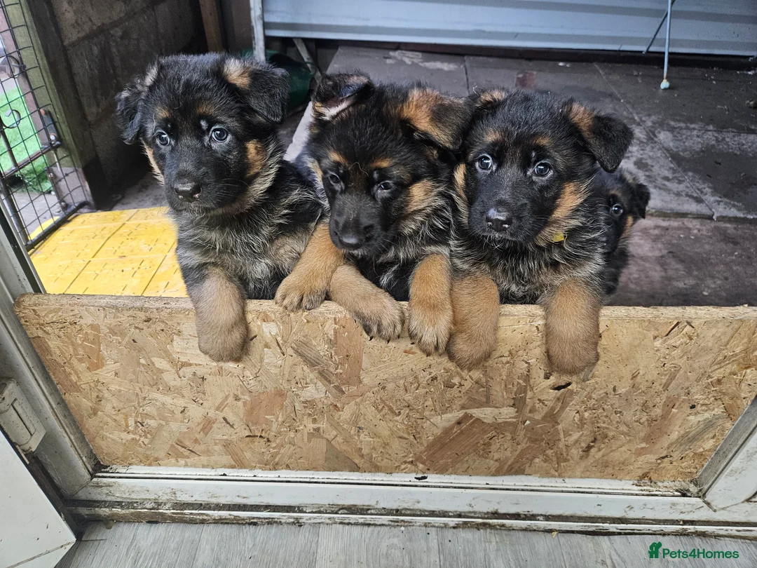 German Shepherd dogs for sale: German shepherd puppies - Advert 13