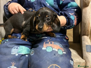 Miniature Dachshund dogs Miniature dachshunds * 1 boy left - Advert 6