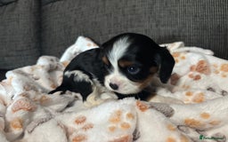 Cavalier King Charles Spaniel dogs for sale: KC REG Trio- Cavalier King Charles  - Image 10
