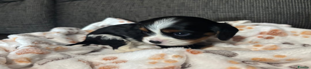 Cavalier King Charles Spaniel Stella