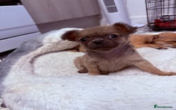 Chug dogs for sale: Teacup female long coat  - Image 3
