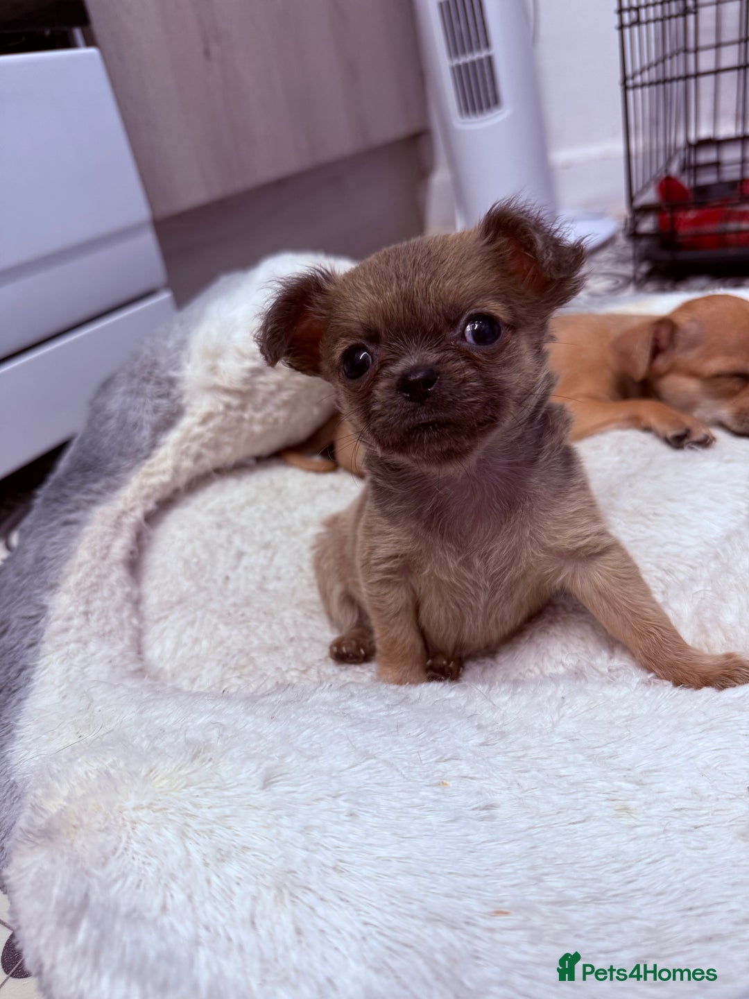 Chug dogs for sale: Teacup female long coat  - Image 3