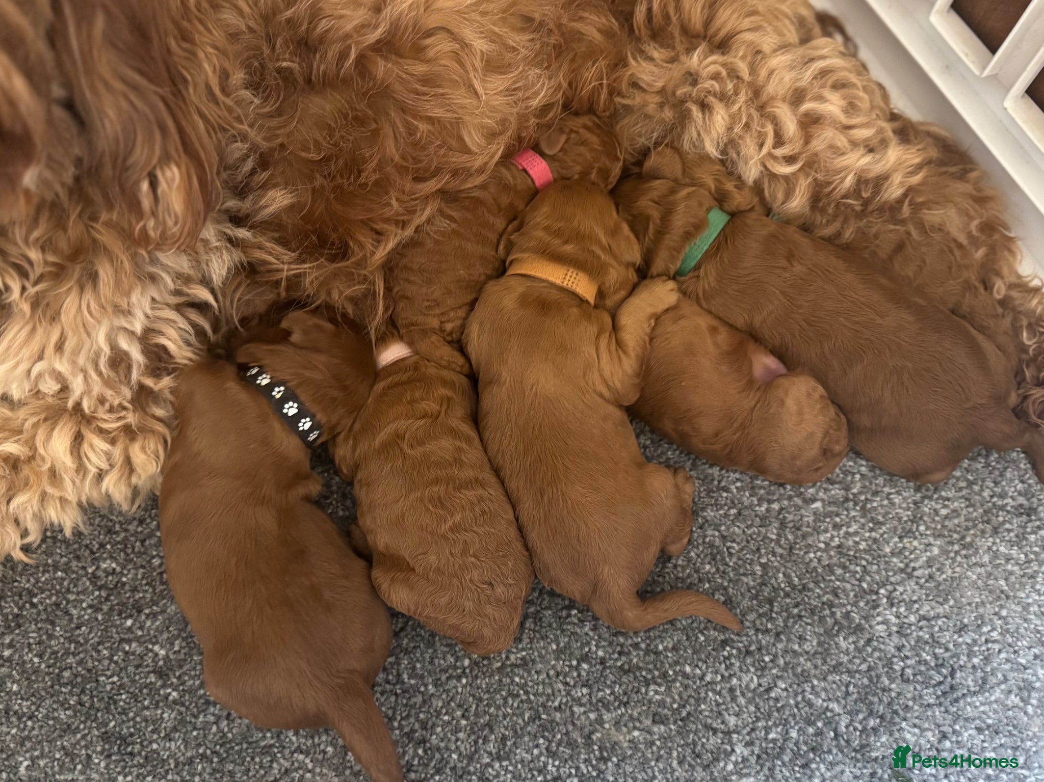 Cavapoo dogs F1b Cavapoos  - Advert 1