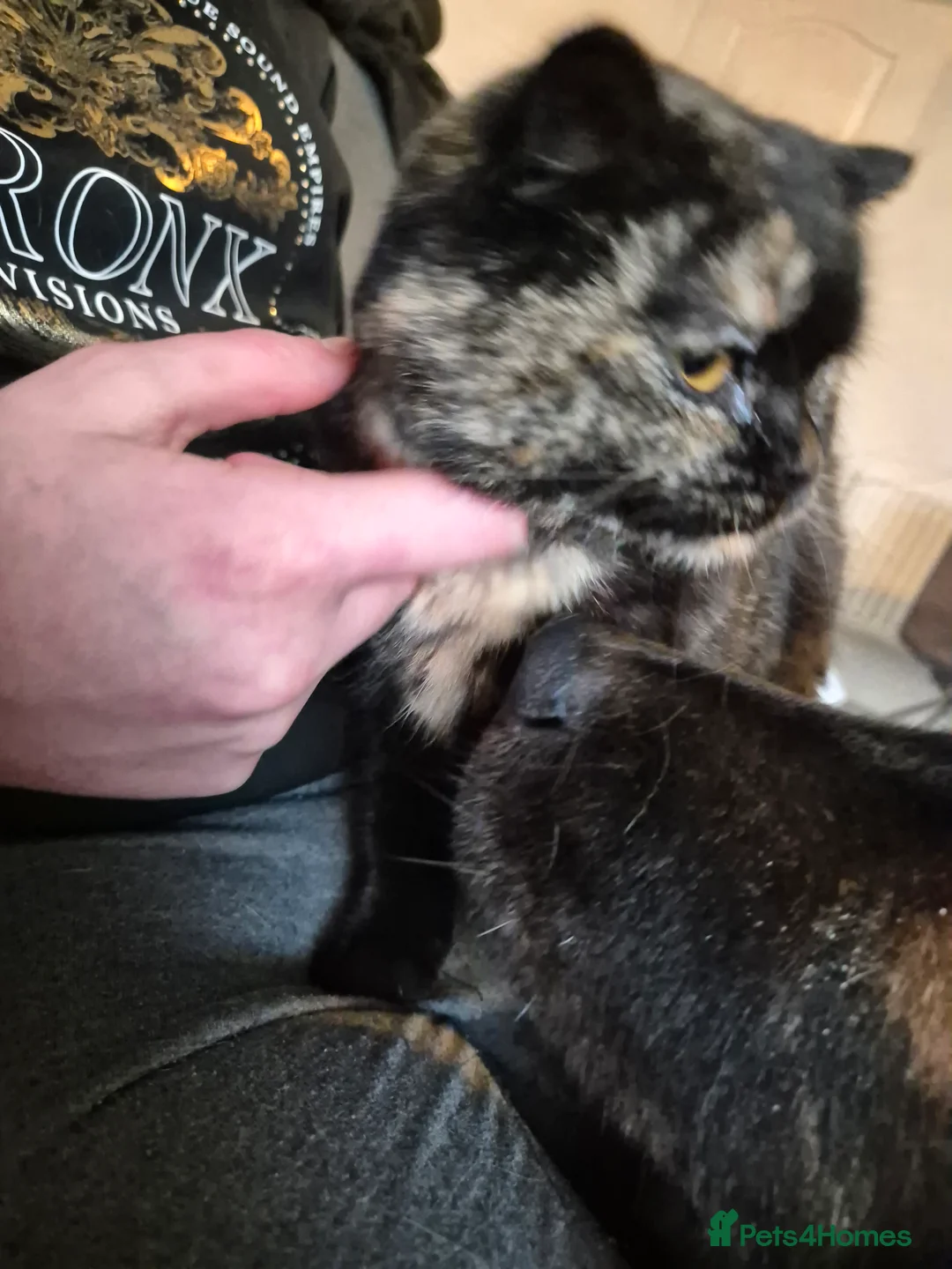 Selkirk Rex cats for sale: Pedigree tica reg black tortie neutered  - Advert 13
