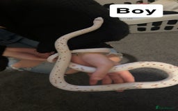 Corn Snake reptiles for sale: Palmetto’s  - Image 6