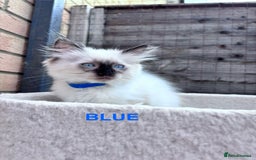Ragdoll cats for sale: 🥰 Beautiful Radoll Kittens 😍 2 kitten left - Image 6