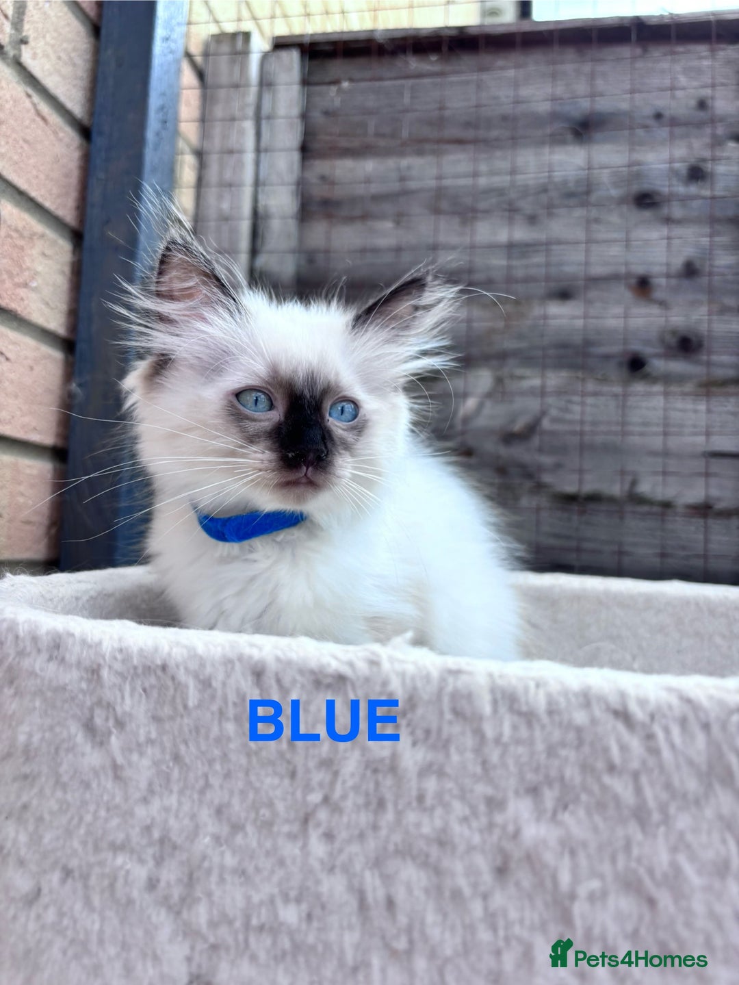 Ragdoll cats for sale: 🥰 Beautiful Radoll Kittens 😍 2 kitten left - Image 6