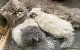 Persian cats for sale: Gentle natured blue Persian kitten (f) - Image 4