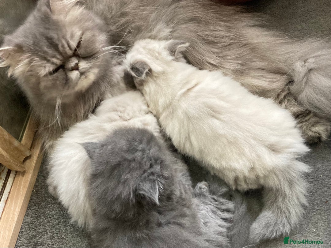 Persian cats for sale: Gentle natured blue Persian kitten (f) - Image 4