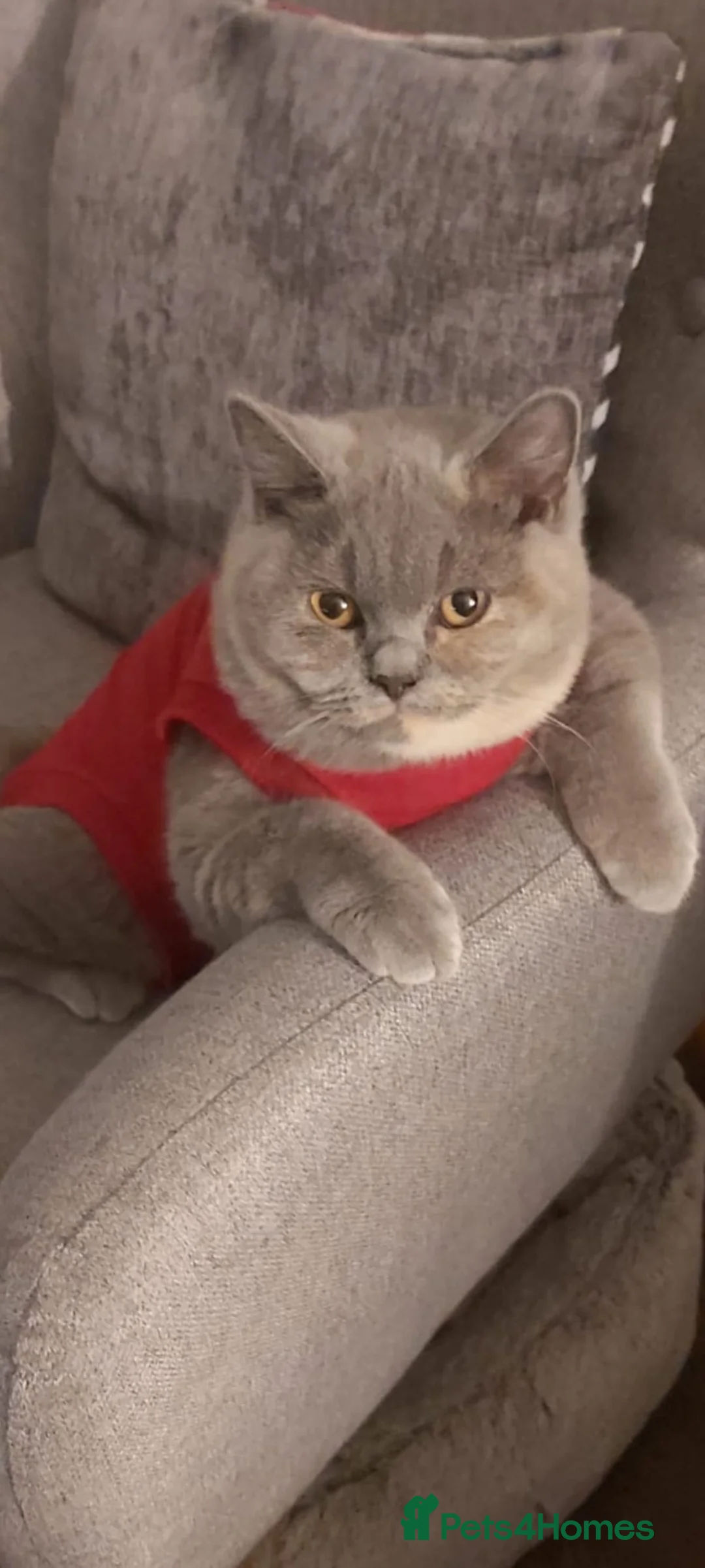 British Shorthair cats for sale: ** Sweet Little BSH Kitten ** - Advert 11