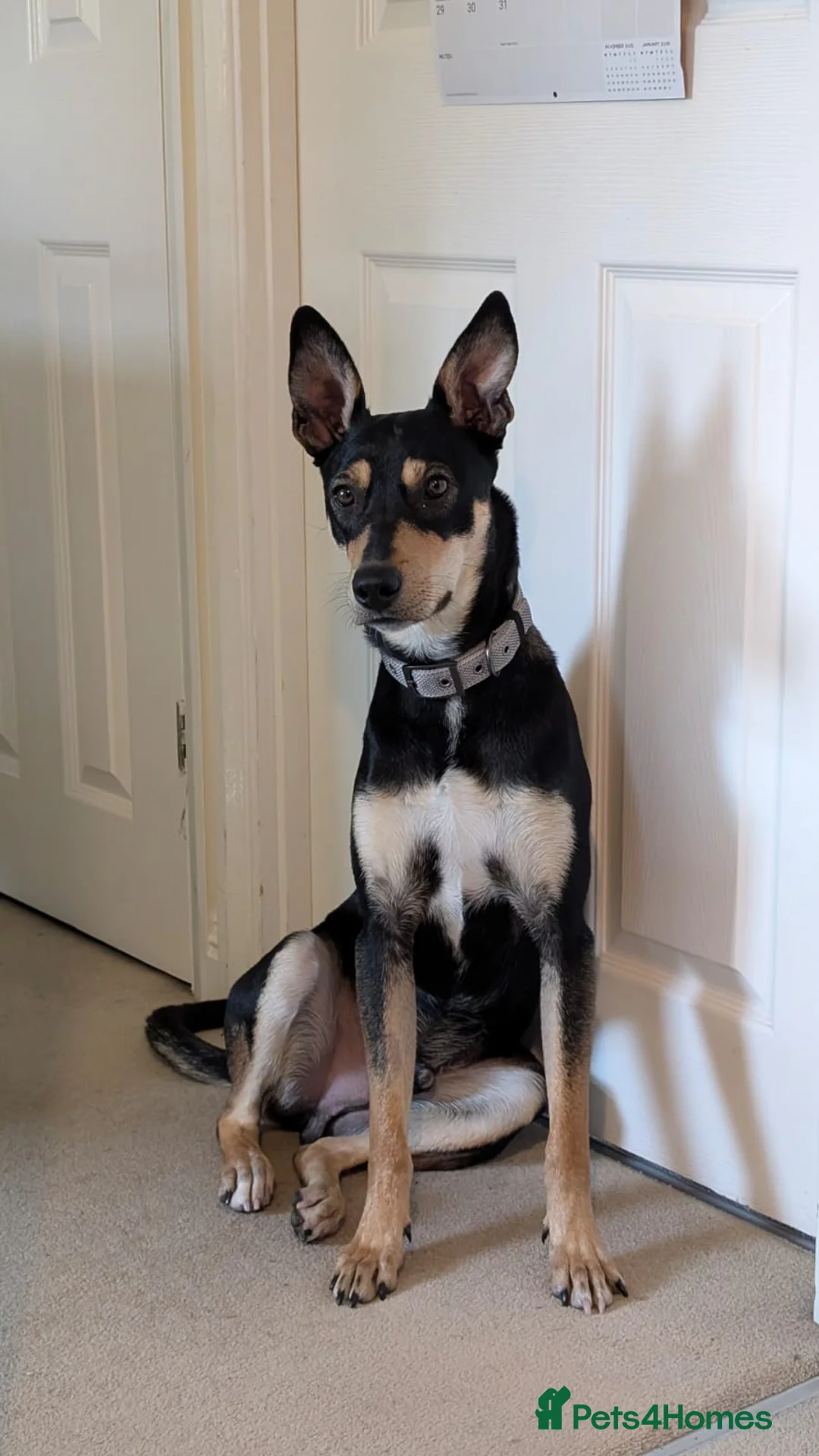 Mixed Breed dogs for adoption: Oreo - very sweet lad - Advert 14