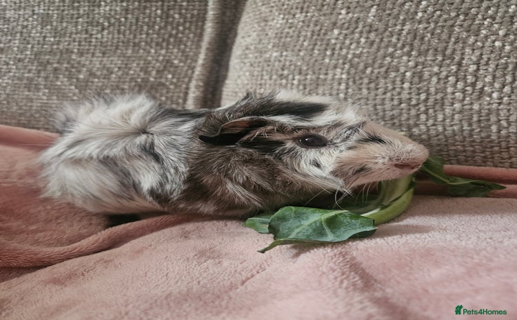 Guinea Pig rodents - Advert 1