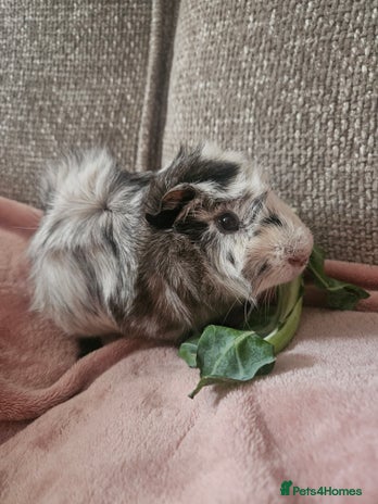 Guinea Pig rodents - Advert 7