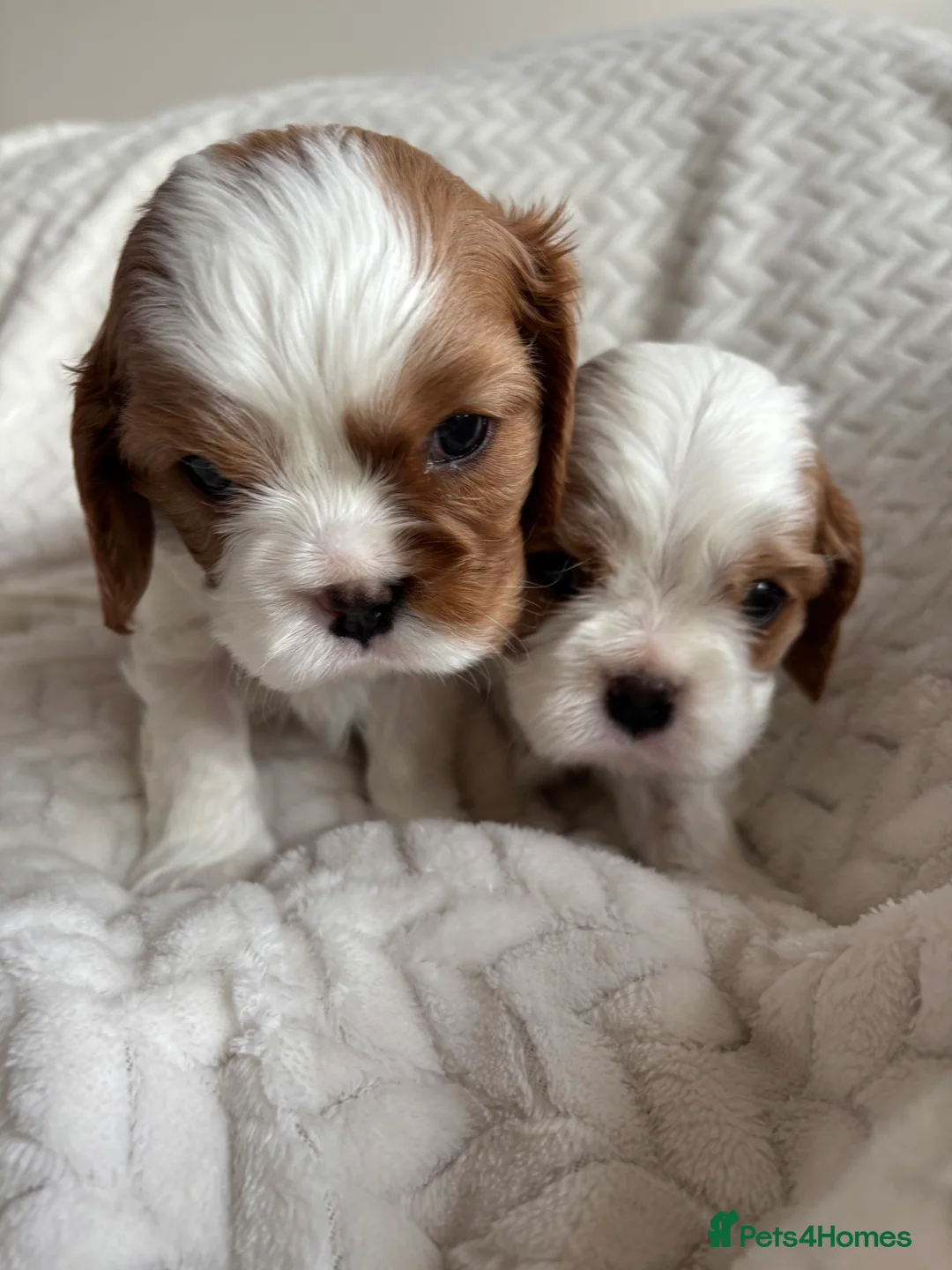 Cavalier King Charles Spaniel dogs for sale: Beautiful cavalier puppy’s  - Advert 7