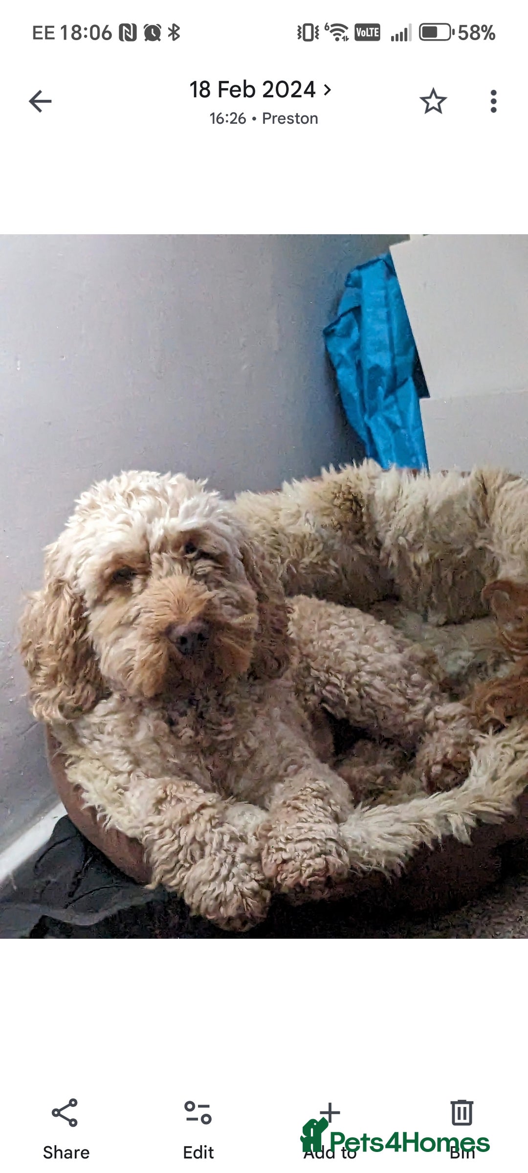 Cockapoo dogs for sale: 4 year Cockapoo for sale - Advert 2