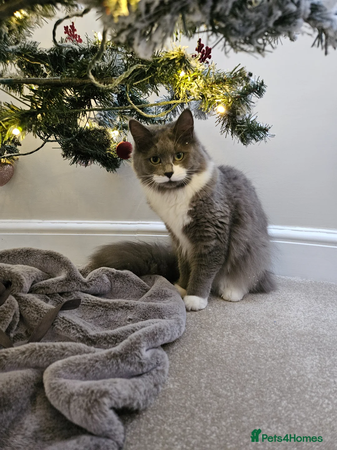Mixed Breed cats for sale: Ragdoll maine coon mix  - Advert 11