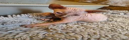 Sphynx cats for sale: Sphynx  - Advert 7