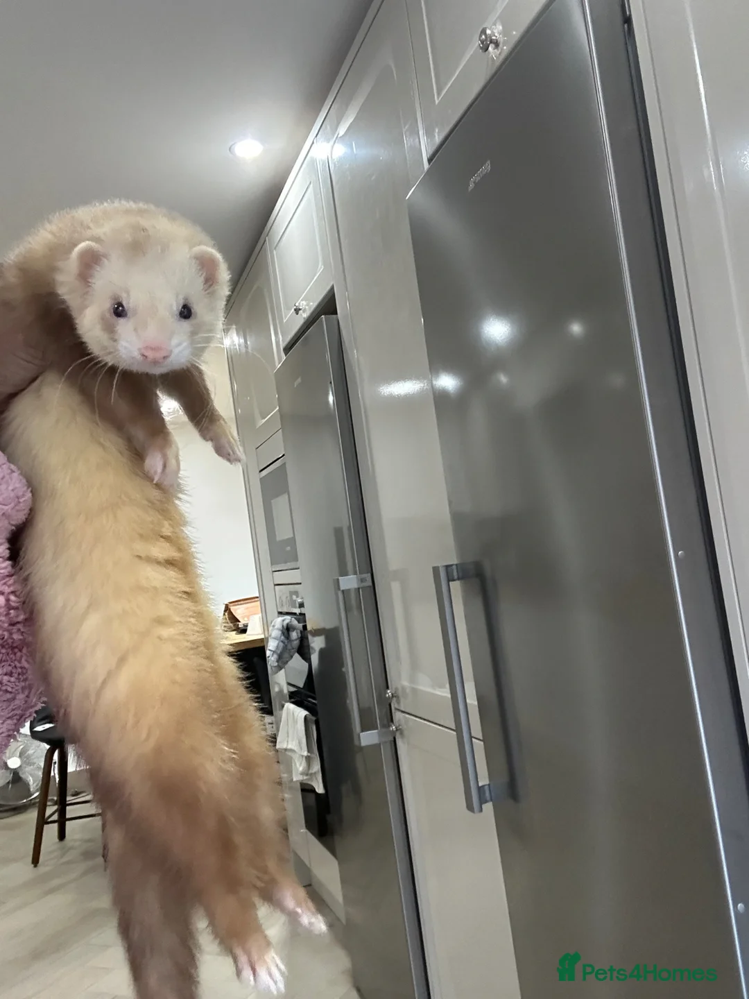 Ferret rodents for sale: Cinnamon make ferret for stud  - Advert 3