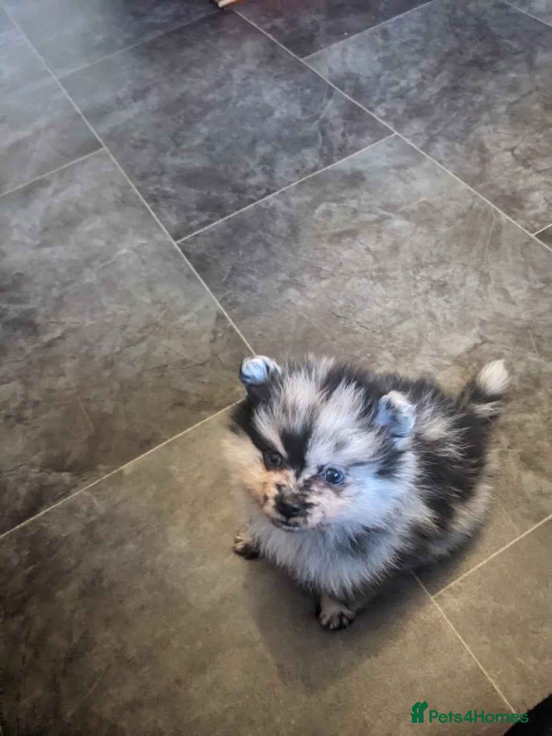 Pomeranian dogs for sale: Pomarian puppies for sale  - Advert 2