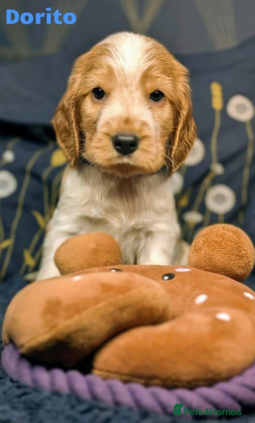 Cocker Spaniel dogs Beautiful Show Cocker Spaniel Puppies  - Advert 2