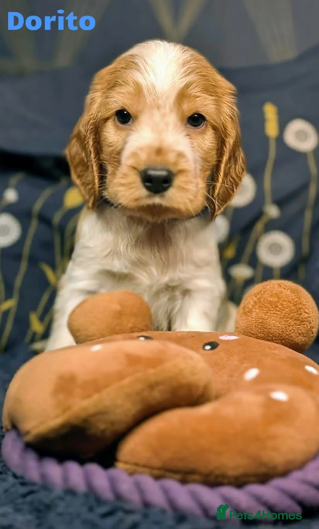 Cocker Spaniel dogs for sale: Beautiful Show Cocker Spaniel Puppies  - Advert 2