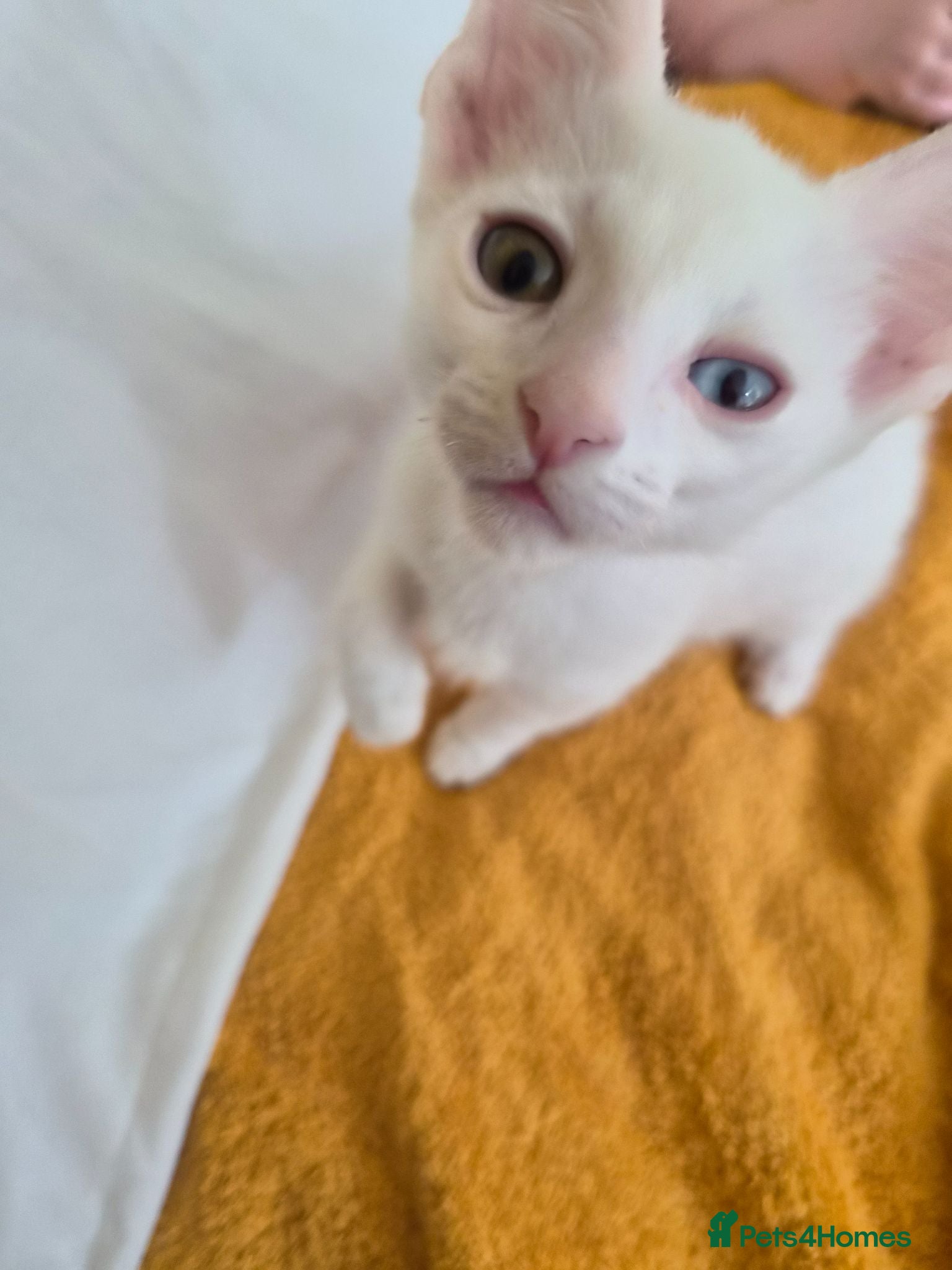 Devon Rex cats Mix devon-cornish rex only Snow available  - Advert 11