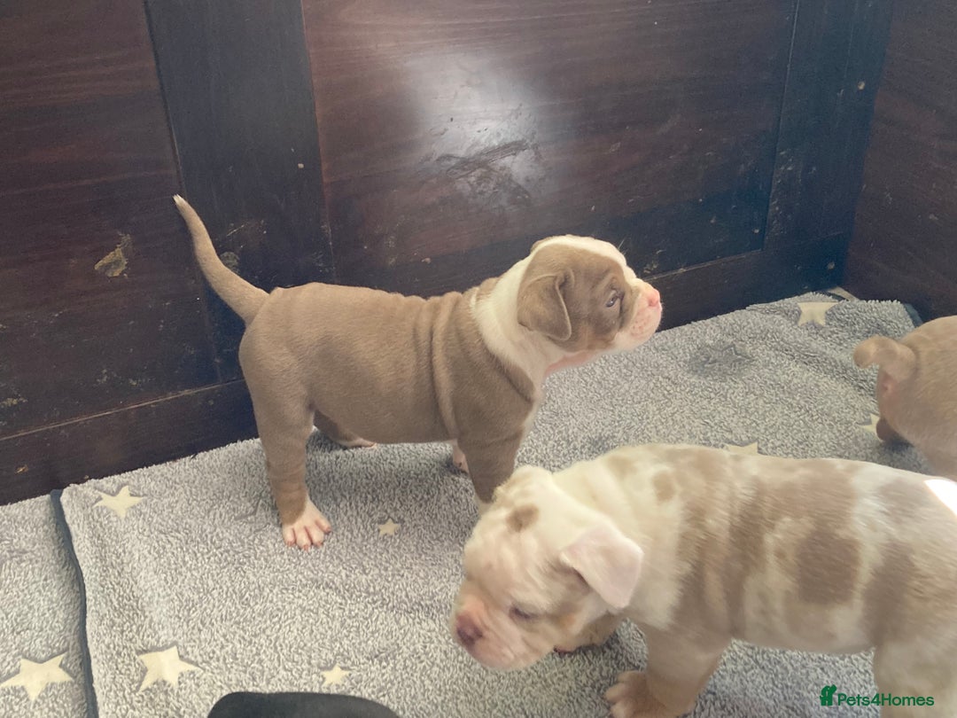 Olde English Bulldogge dogs for sale: Old English bulldog puppies - Image 30