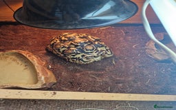 Tortoise reptiles for sale: Leopard Tortoise - Image 2