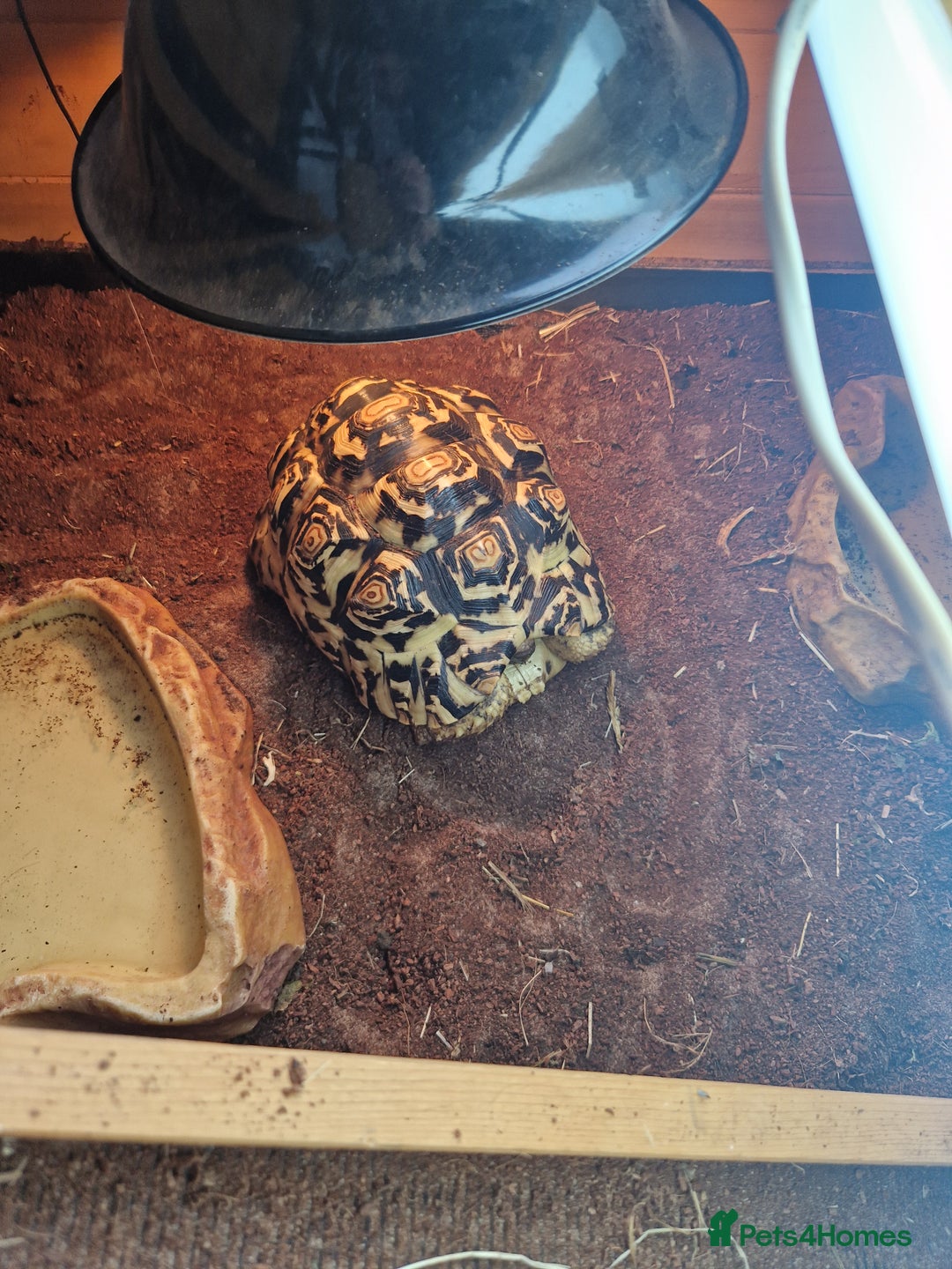 Tortoise reptiles for sale: Leopard Tortoise - Image 2