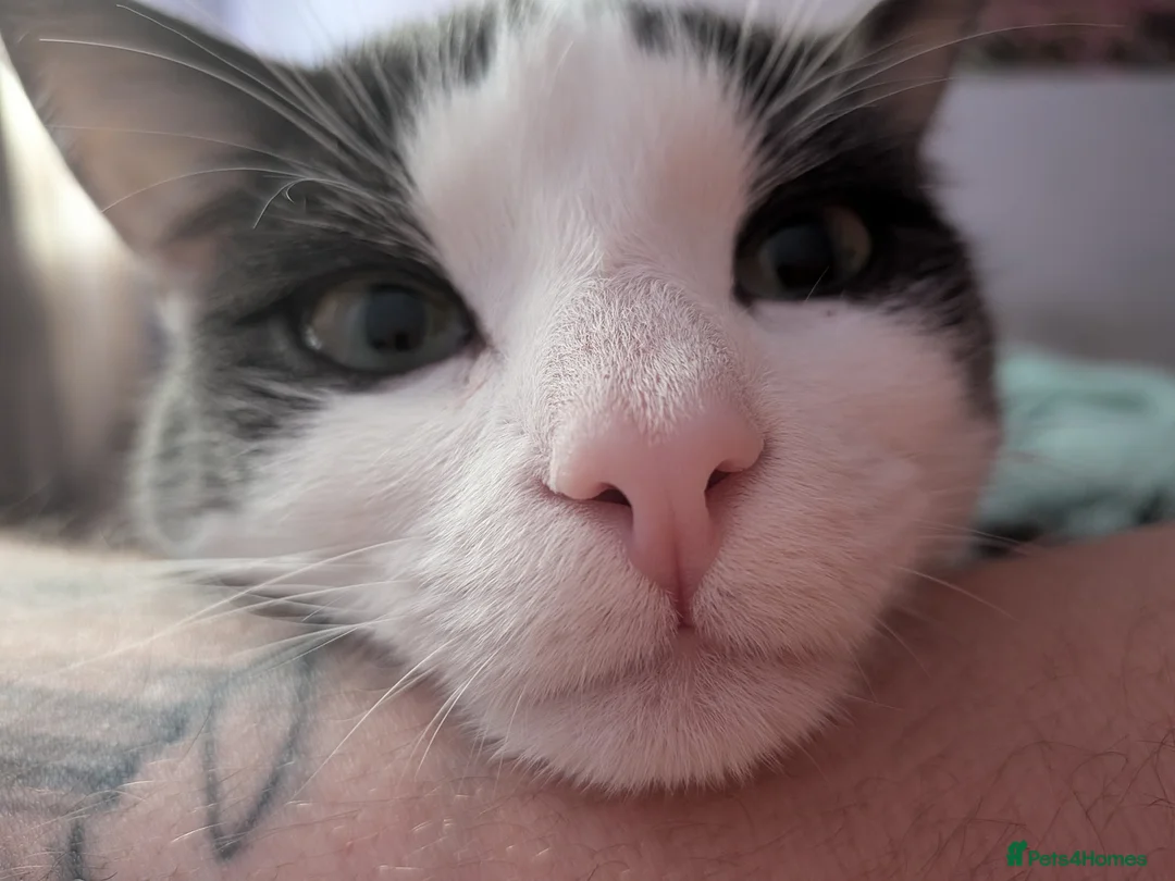 Mixed Breed cats for sale: 10 month old kitten to a loving home  - Advert 4