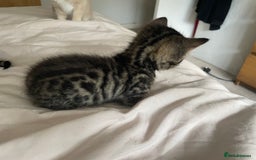 Munchkin cats for sale: Munchkin kittens - 2 left - Advert 15