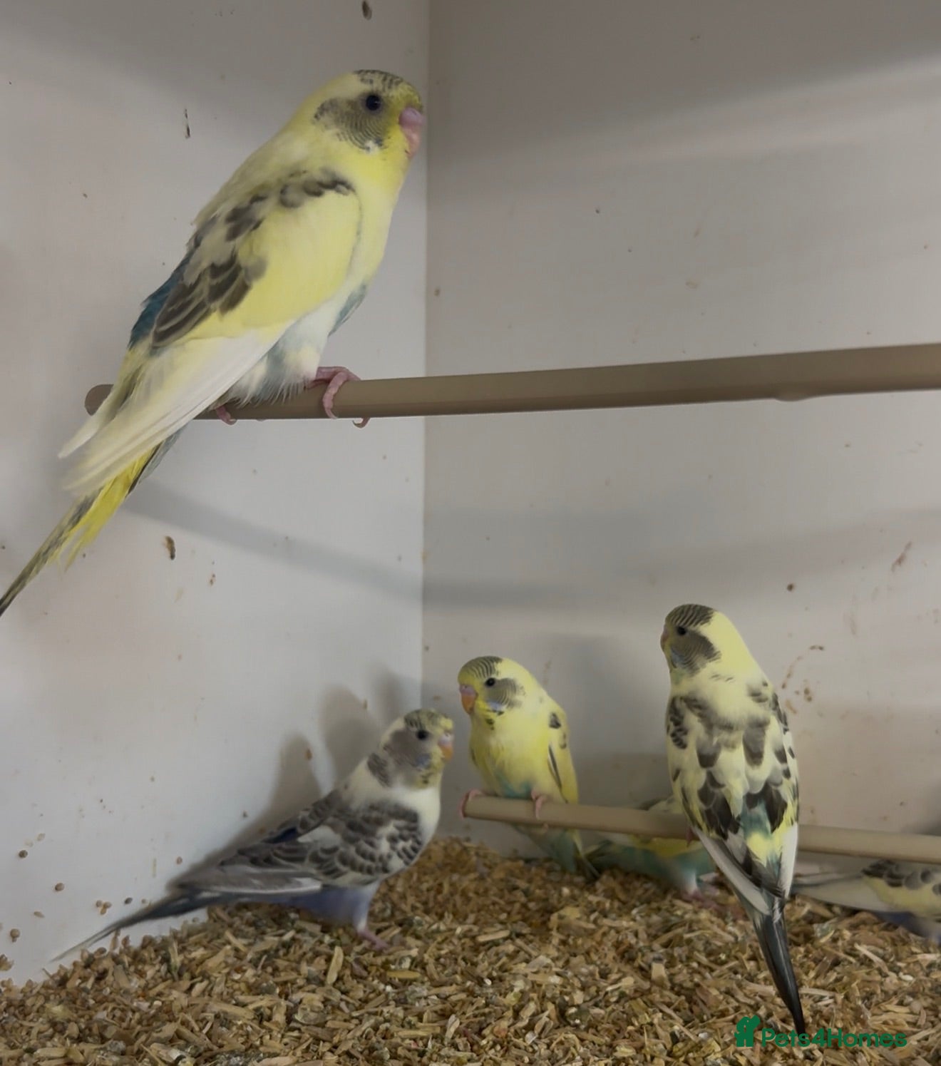 Budgerigars birds Budgies recessive and Blackwing split blackface  - Advert 2