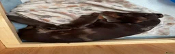 Miniature Dachshund dogs for sale: Two chocolate males in St Albans - Advert 2